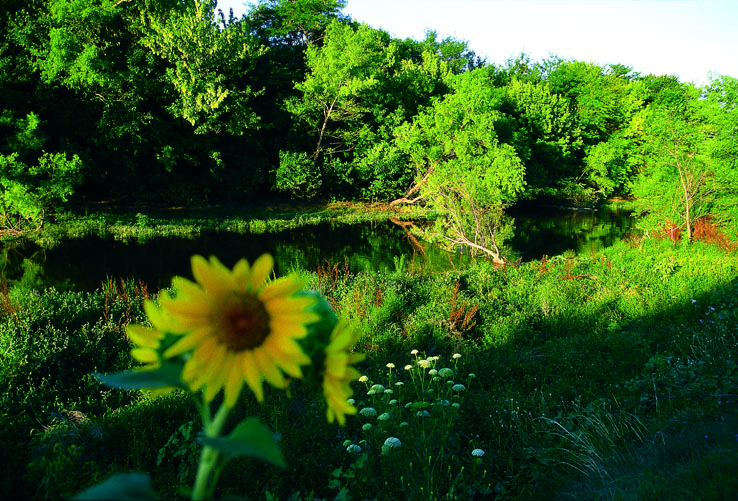 girasol.jpg